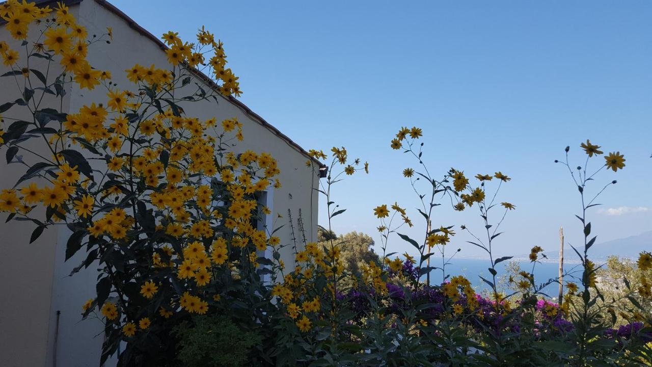 Gli Ulivi Agriturismo Sant'Agnello Exterior photo