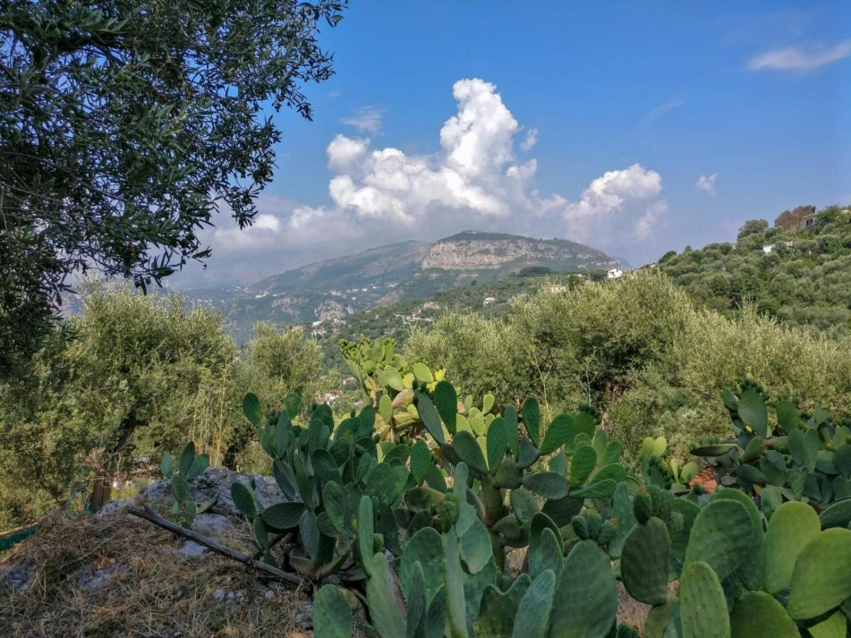 Gli Ulivi Agriturismo Sant'Agnello Exterior photo